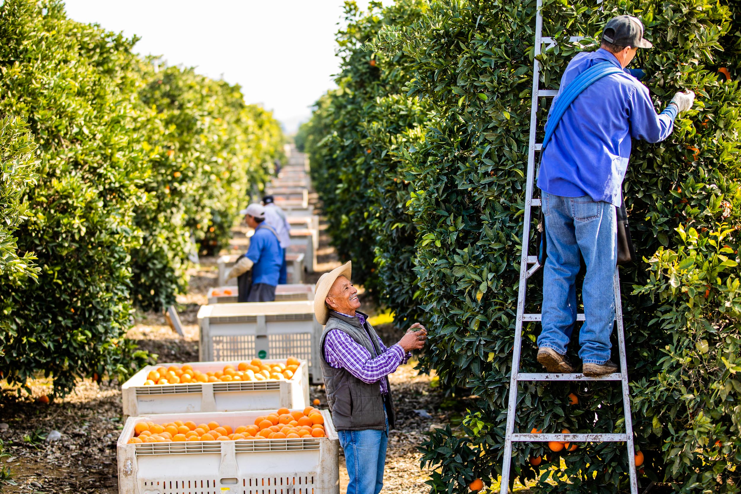 GeoffJohnson_Agriculture_BayerCitrus_01