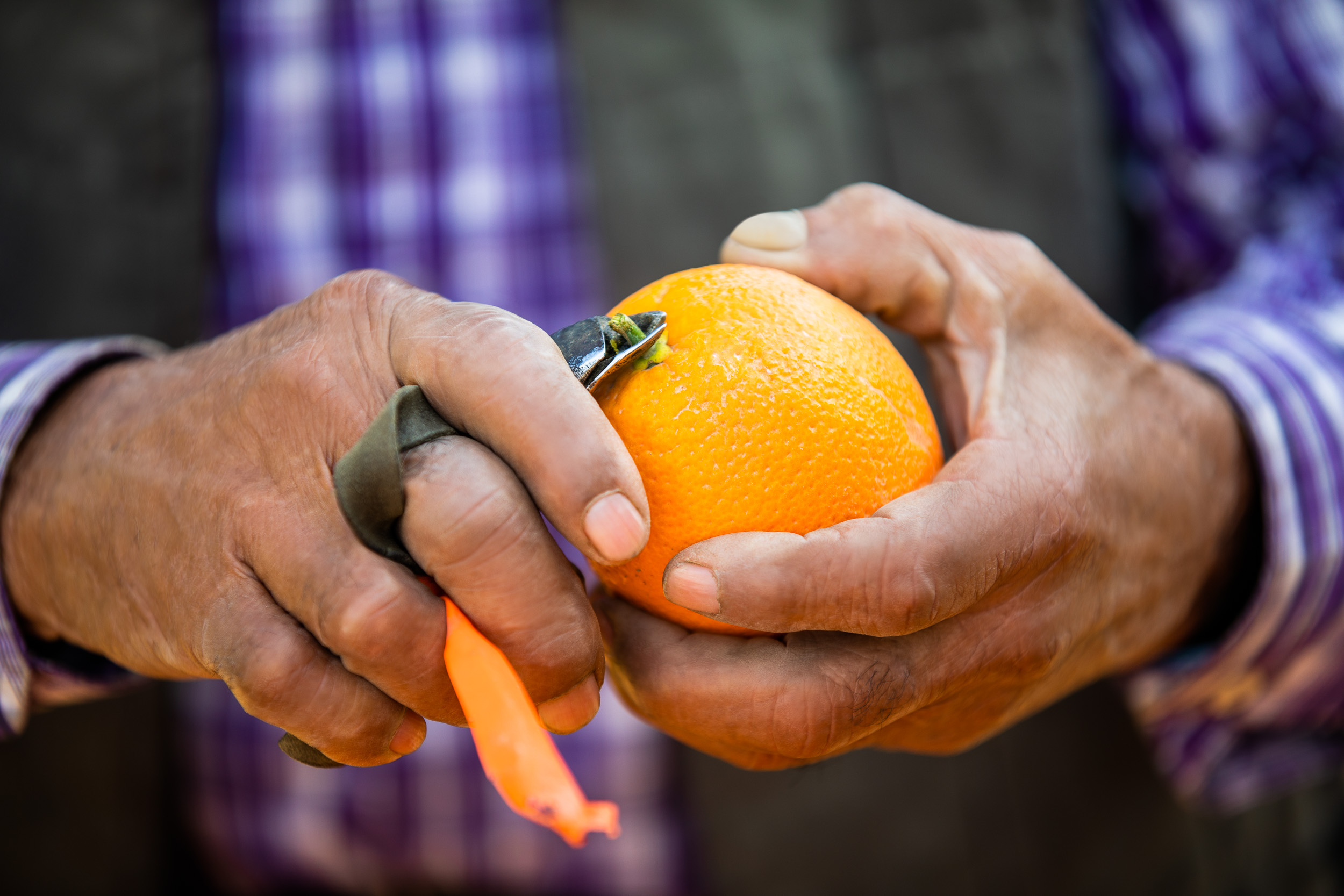 GeoffJohnson_Agriculture_BayerCitrus_02