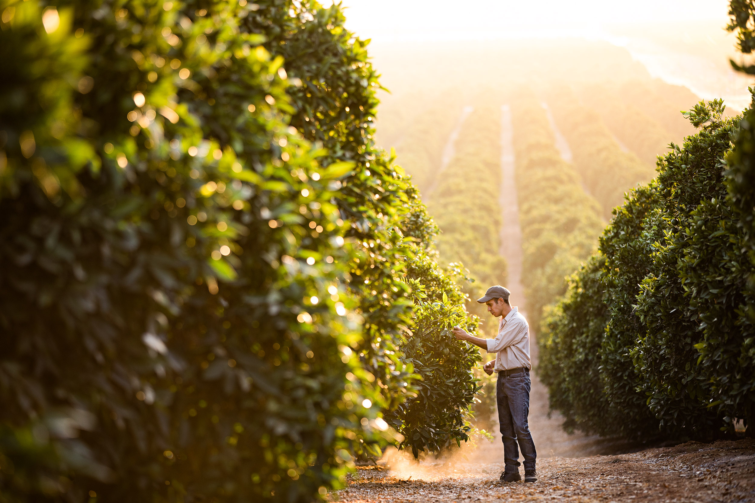GeoffJohnson_Agriculture_BayerCitrus_09