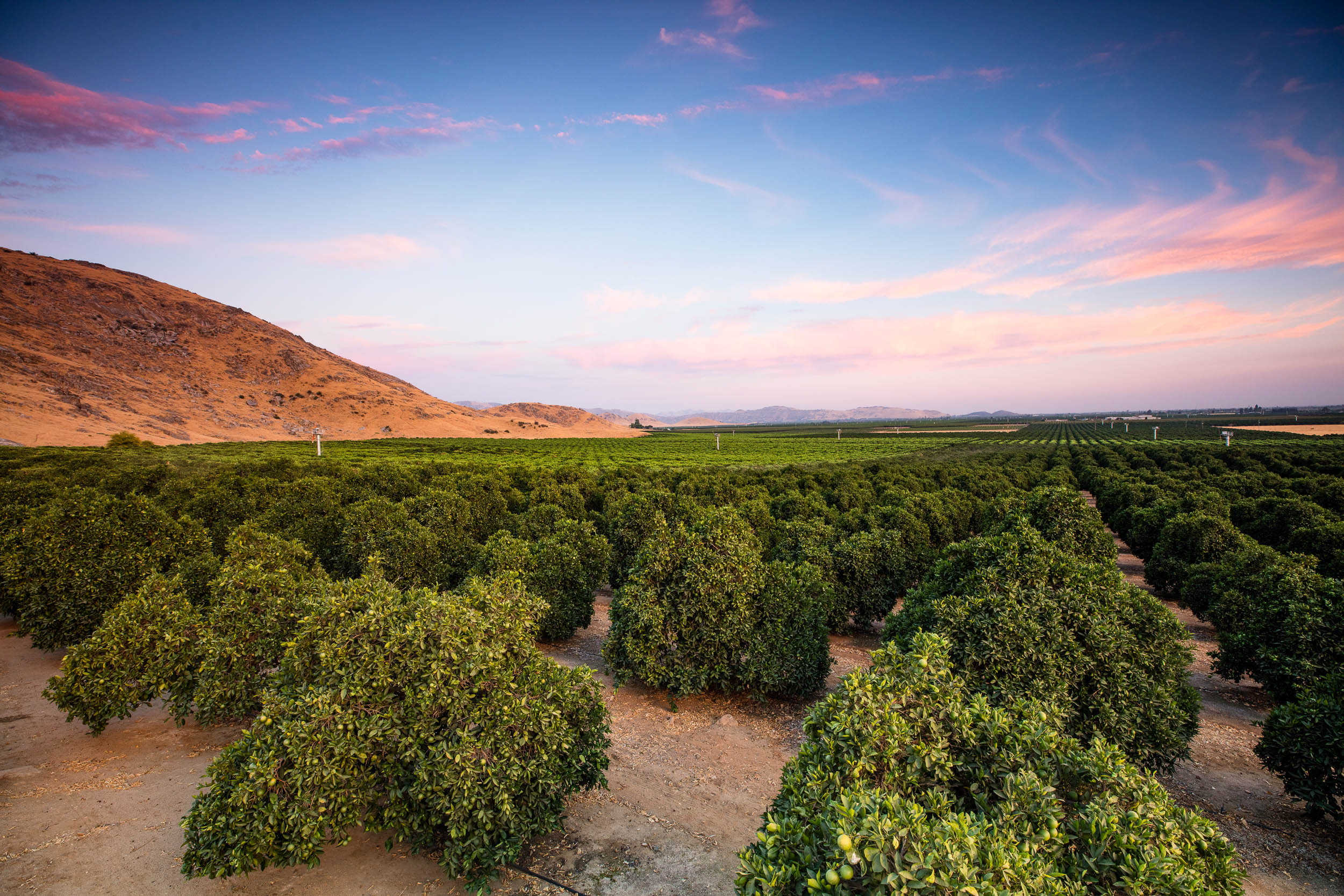 GeoffJohnson_Agriculture_BayerCitrus_10
