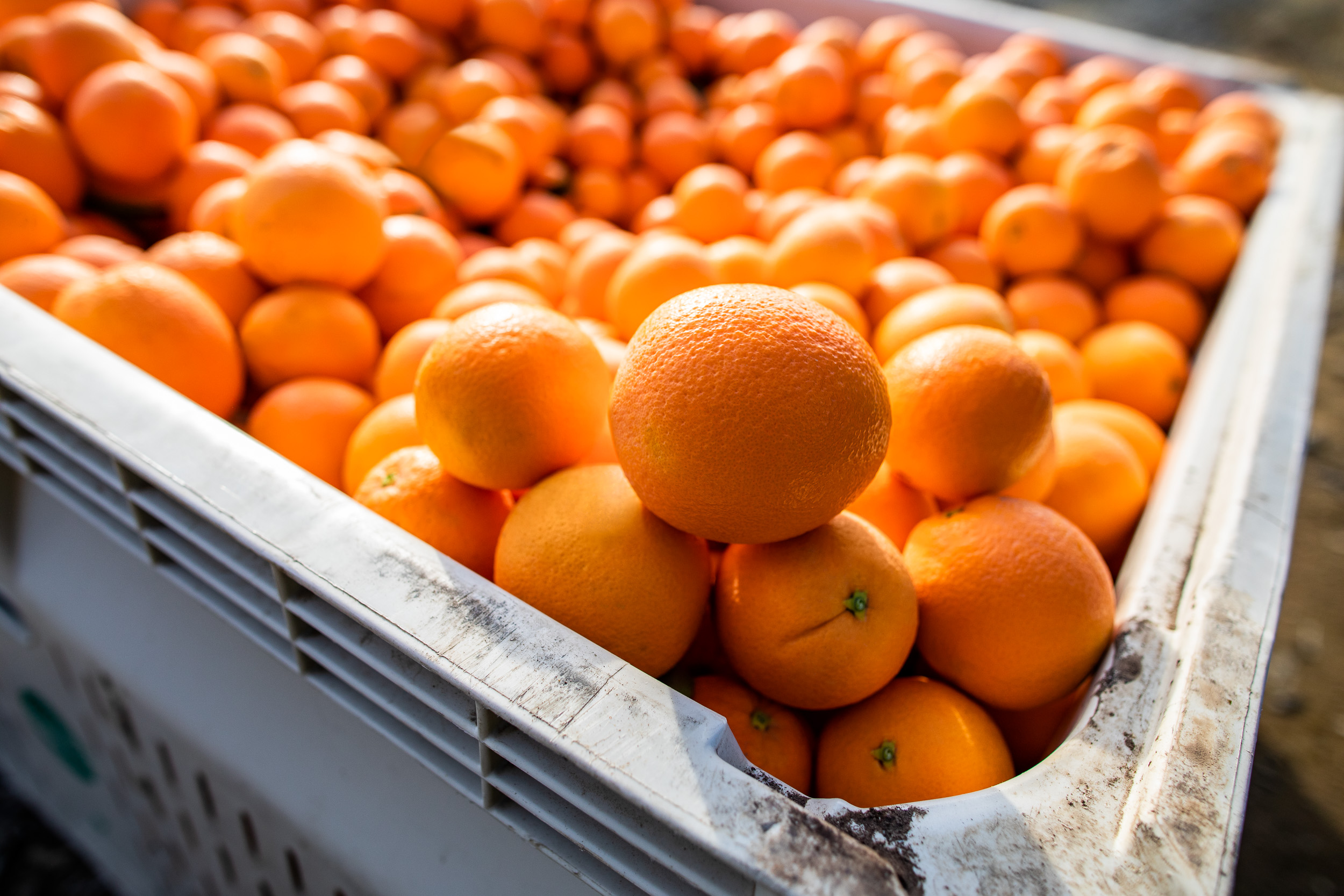 GeoffJohnson_Agriculture_BayerCitrus_15