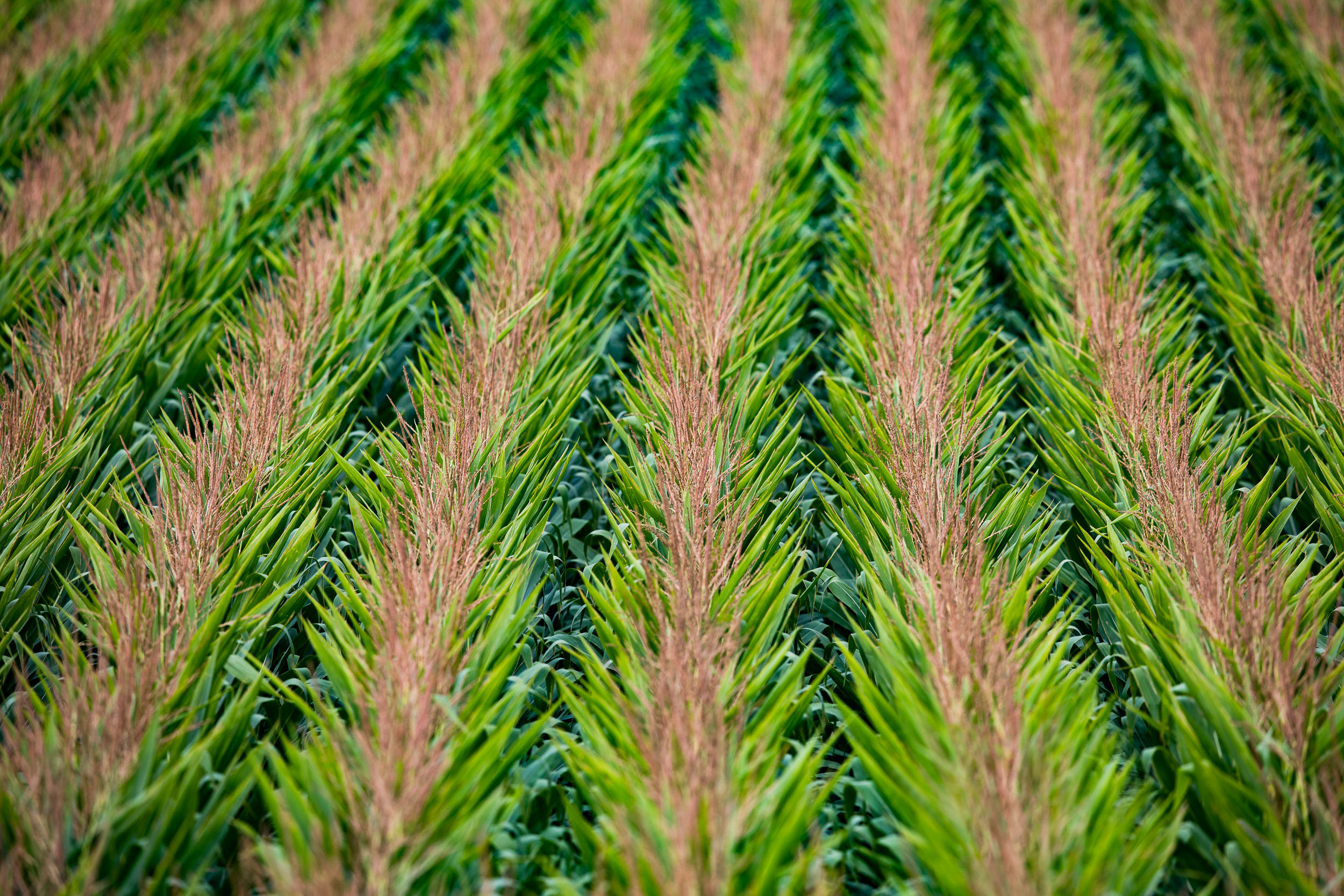 GeoffJohnson_Agriculture_BayerCornSoy_12